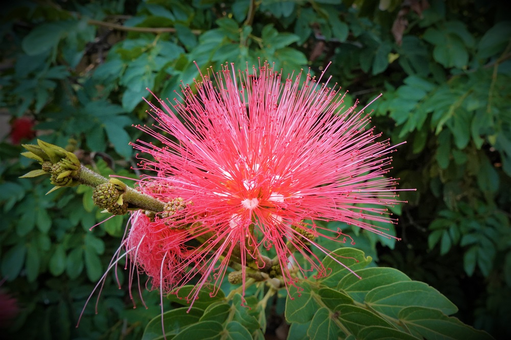 Sun Photo A00001 Pink Flower